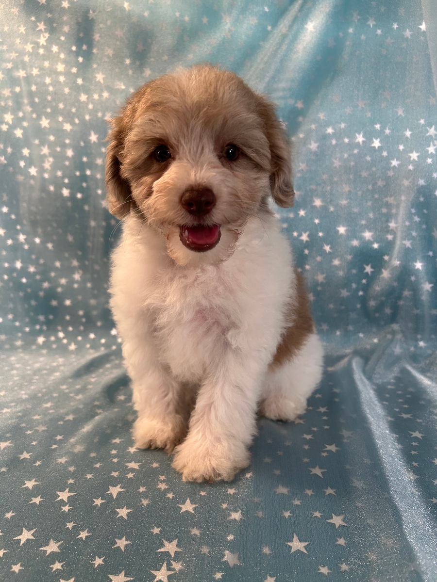 Female Mega Coat Schnoodle Pup for Sale DOB 5-10-2024 $1200